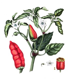 Capsicum annuum, Capsicum annuum, digital reproduction of a historical original, between 1790 and