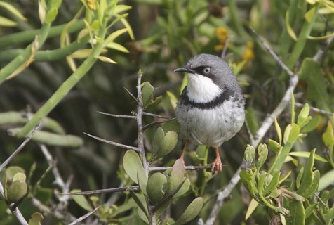 Bar-throated Apalis (Apalis thoracica), Western Cape, South Africa