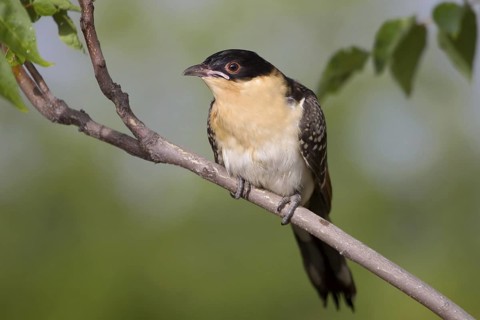 Great Spotted Cuckoo (Clamator glandarius) juvenile, Castile-La Mancha, Spain
