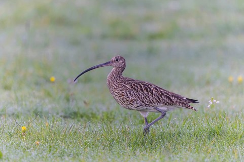 Eurasian Curlew (Numenius arquata) female foraging, North Rhine-Westpalia, Germany