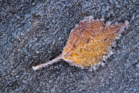 Birch leaf in hoarfrost, Goldenstedt, Lower Saxony, Germany