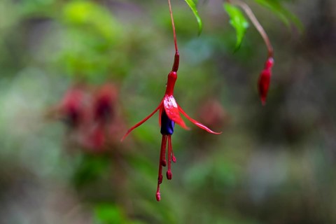 Scarlet Fuchsia (Fuchsia magellanica), single flower with red sepals and purple corolla hanging