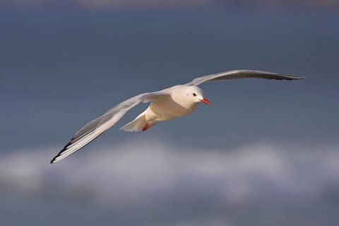 Slender-billed Gull (Chroicocephalus genei) flying, Oman