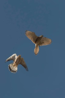 Falco tinnunculus, Common Kestrel, kestrel, birds, falconiformes, falcons, flying, flight, birds of
