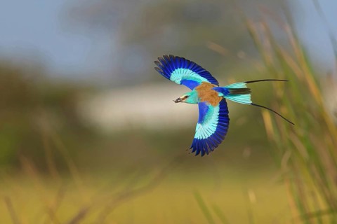 Abyssinian roller (Coracias abyssinica), Kuntaur rice fields, Kuntaur, South Bank, Gambia