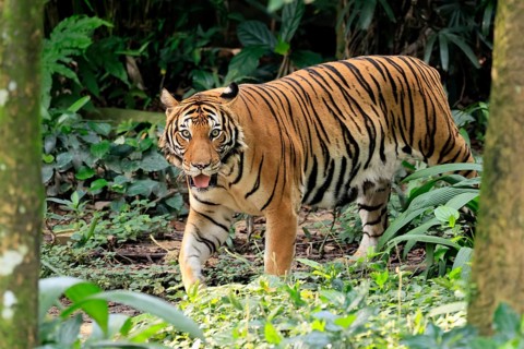 Malaysia tiger (Panthera tigris jacksoni), adult, running, stalking, vigilant, Malaysia, Southeast