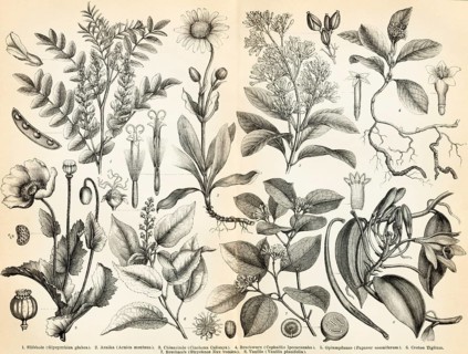 Medicinal plants, medicine, medicine, leaves, health, flowers, fruits, seeds, liquorice