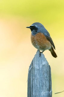 Garden redtail, Phoenicurus phoenicurus, redstart, birds, garden fence, garden birds, garden fence,