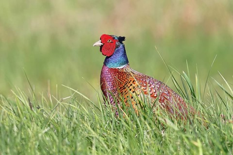 Pheasant, hunting pheasant (Phasianus colchicus), adult male bird in a meadow, animal portrait,