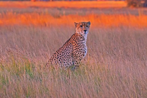 Africa, Botswana, cheetah, Acinonyx jubatus, Botswana, Botswana