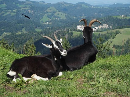 Two goats, domestic goats (Capra aegagrus hircus), are relaxing together in a hilly mountain