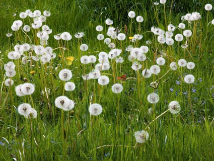 Butterflies on dandelion meadow butterfly built in
