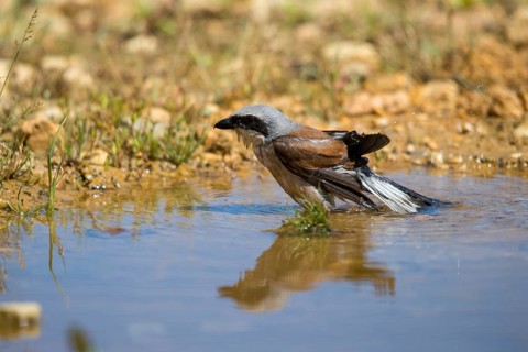 Lanius Collurio, red-backed shrike, redback shrike, bath, bird bath, birds, male, mirror, male,