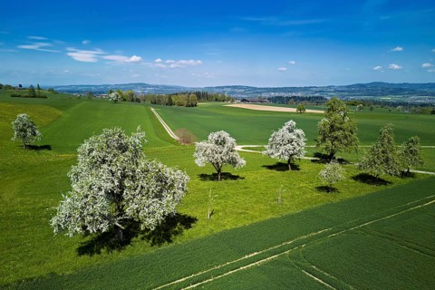 Blooming fruit trees, Geltwil, Freiamt, Canton of Aargau Switzerland