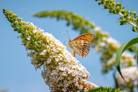 An emperor moth (Argynnis paphia) is perched on a butterfly bush (Buddleja), Ternitz, Lower
