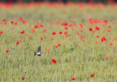 House Martin (Delichon urbicum), flying over a cereal field covered in bright red poppies in