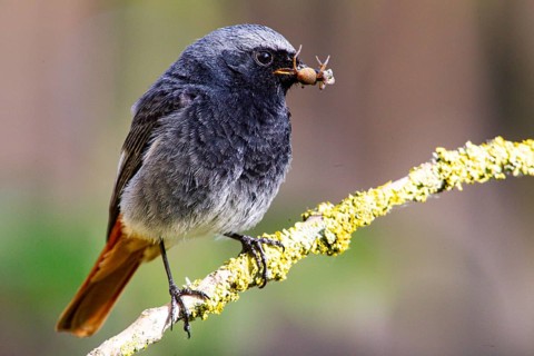 Black redstart (Phoenicurus ochruros) Germany