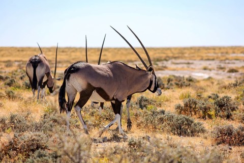 Three oryx antelopes walking through a dry steppe landscape, gemsbok at a waterhole in Etosha Park
