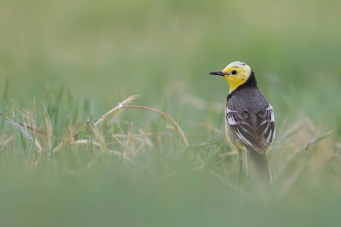 Citrine Wagtail - Zitronenstelze - Motacilla citreola ssp. citreola, Kazakhstan