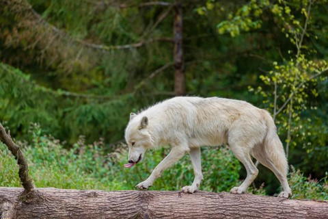 An Arctic wolf (Canis lupus arctos) stands on a fallen tree trunk