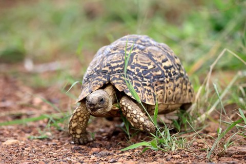 Panther tortoise (Testudo pardalis), adult, running, foraging, Pilanesberg National Park, North