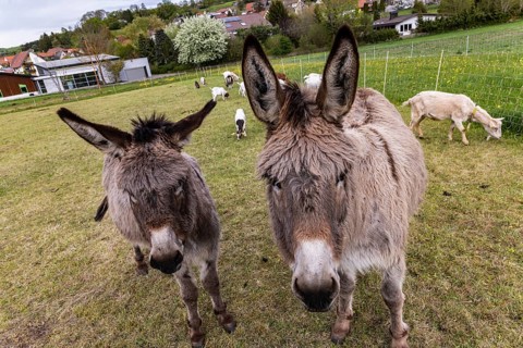 Donkeys and goats graze in the Swabian Jura. St. Johann, Baden-Württemberg, Germany