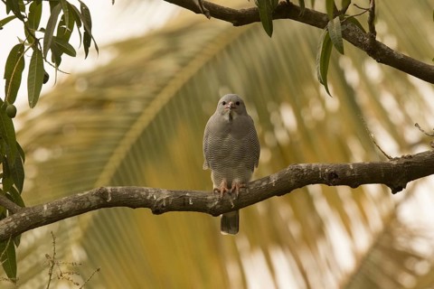 Lizard Buzzard (Kaupifalco monogrammicus), Gambia