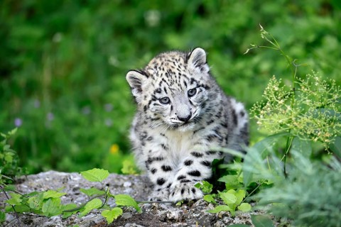 Snow leopard (Uncia uncia), young, sitting on rocks, alert, curious, portrait, endangered species,