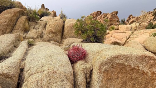 Vibrant red barrel cactus thriving among large granite boulders and desert plants under a cloudy