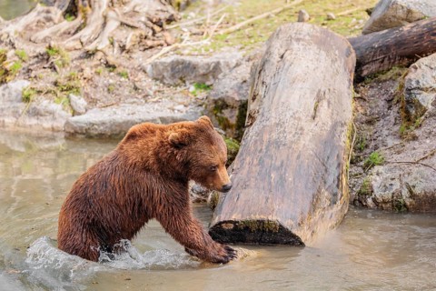 A young male brown bear (Ursus arctos arctos) plays in the water of a small stream