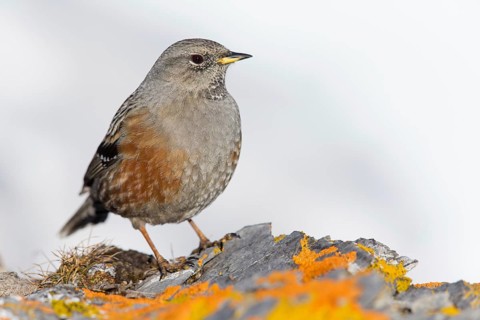 Alpenbraunelle, Alpine Accentor, Prunella collaris, Accenteur alpin, Acentor Alpino