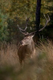 The rut is over and the red deer (Cervus elaphus) is busy foraging, Krondyr, end of rut, October,