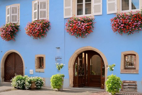 Haeffelin winery, façade with entrance and blooming pelargoniums outside the windows, Eguisheim,