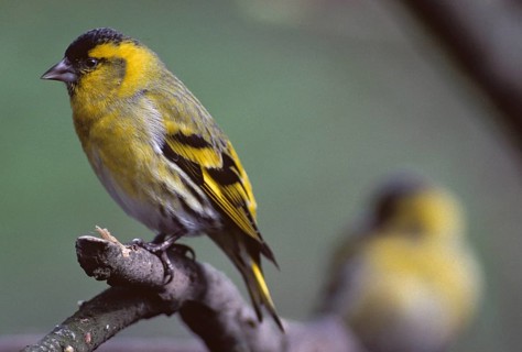 Carduelis spinus, siskin, spinus spinus, siskin, birds, male, passeri, songbirds, birds