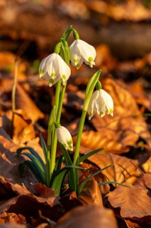 Close-up of blooming spring knotflowers (Leucojum vernum), also known as marzenbecher, in the warm