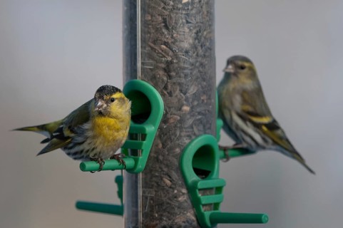 Carduelis spinus, siskin, spinus spinus, siskin, birds, feeding, passeri, songbirds, songbirds,