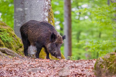Wild boar (Sus scrofa) forages for food on the forest floor