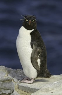 Southern Rockhopper Penguin (Eudyptes chrysocome), Falkland Islands