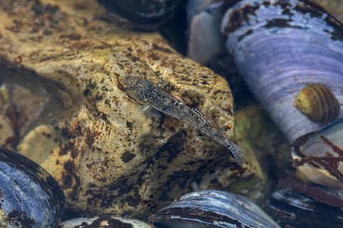 The male sand goby (Pomatoschistus minutus) is perfectly camouflaged in its habitat, mussel bank,