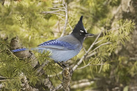 Steller's Jay (Cyanocitta stelleri), New Mexico, USA