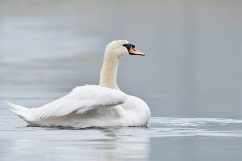 Mute Swan (Cygnus olor), North Rhine-Westphalia, Germany