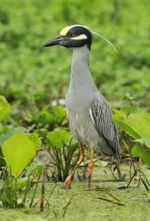 Yellow-crowned Night Heron (Nyctanassa violacea), Texas, USA