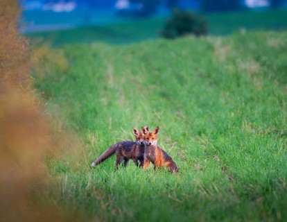 Red fox (Vulpes vulpes), siblings, Zurich, Switzerland