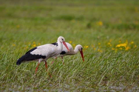 White Stork (Ciconia ciconia) foraging, Poland