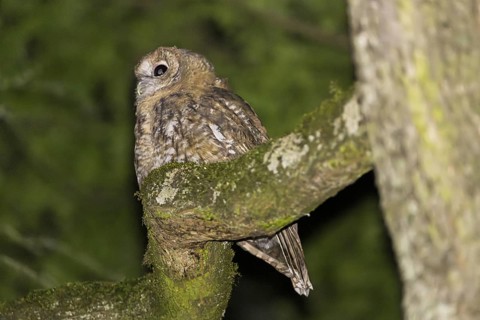 Tawny owl (Strix aluco), Westend Nord, Frankfurt am Main, Hesse, Germany