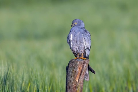 Montagu's harrier (Circus pygargus) adult male perched on old wooden fence post in wheat field,