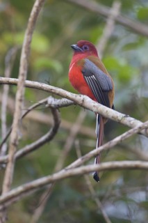 Red-headed Trogon (Harpactes erythrocephalus) male, Petchabun, Thailand