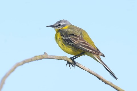 Yellow wagtail (Motacilla flava), male sitting on branch, wildlife, animals, birds, bird, songbird,