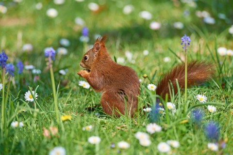 A small squirrel sits in the midst of jumping flowers and grasses and nibbles on something,