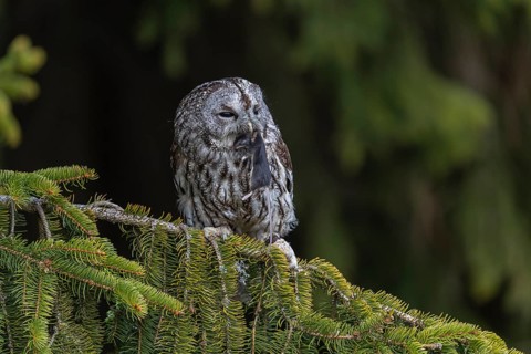 One tawny owl or brown owl (Strix aluco) sitting on a branch of a spruce tree, feeding on a mouse